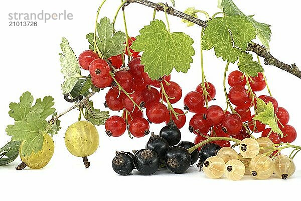 Fresh ripe blackcurrant  blackcurrant and redcurrant on a branch isolated on a white background