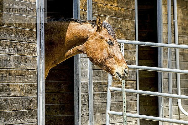 A chestnut colored horse stands at the doorway of a barn in Hayden  Idaho