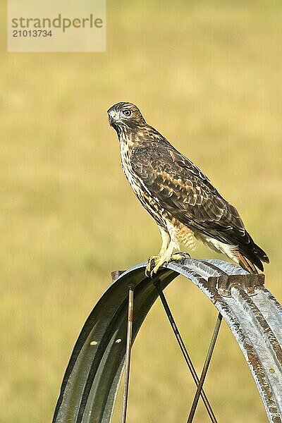 A beautiful rough legged hawk is perched on an irrigation wheel looking for its next meal in north Idaho