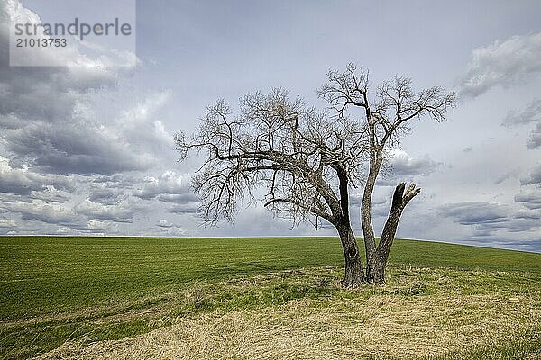 A lone barren tree stands by a farm field in the Palouse region of Washington