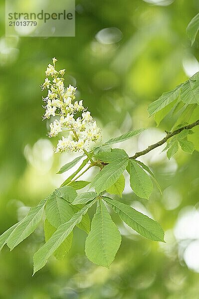 Chestnut tree (Castanea) upright white flower with green leaf  background bokeh in green and white  blurred  Dortmund  Germany  Europe