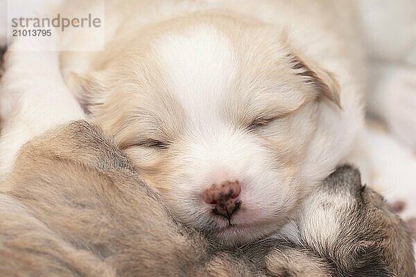 Three week old Icelandic dog