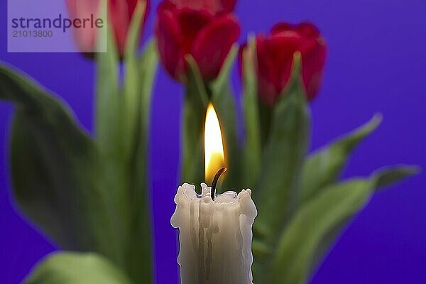 Burning candle and red tulips against a purple background with free copy space for text