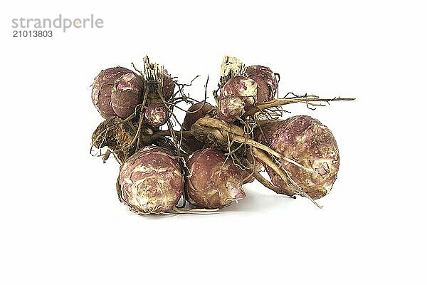 Freshly dug tubers of Jerusalem artichokes with roots isolated on white background. Helianthus tuberosus  topinambur or sunchoke