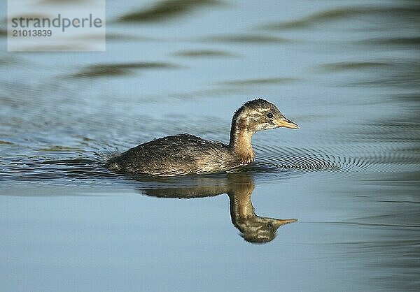 Little grebe (Tachybaptus ruficollis) young bird  Allgäu  Bavaria  Germany  Allgäu  Bavaria  Germany  Europe