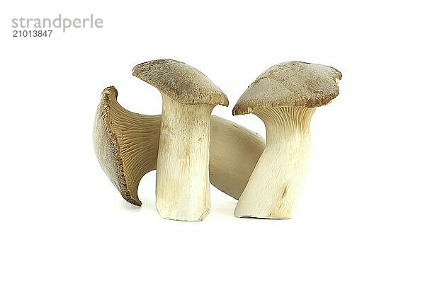 Pleurotus eryngii mushroom isolated on white background  also known as king trumpet mushroom  French horn mushroom  eryngi  king oyster mushroom  king brown mushroom