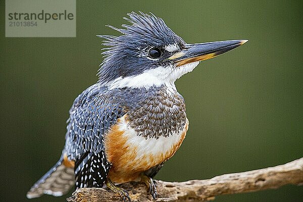 Ringed kingfisher (Ceryle torquata) Pantanal Brazil