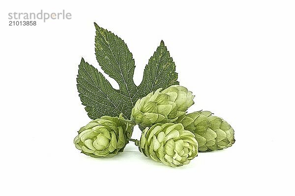 Fresh green hops cones in close up isolated on white background  full depth of field. Humulus lupulus seed cones  beer ingredients  herbal natural medicine