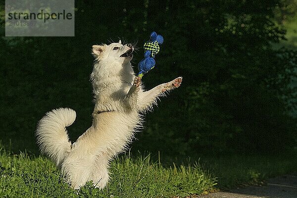 Playing Icelandic dog