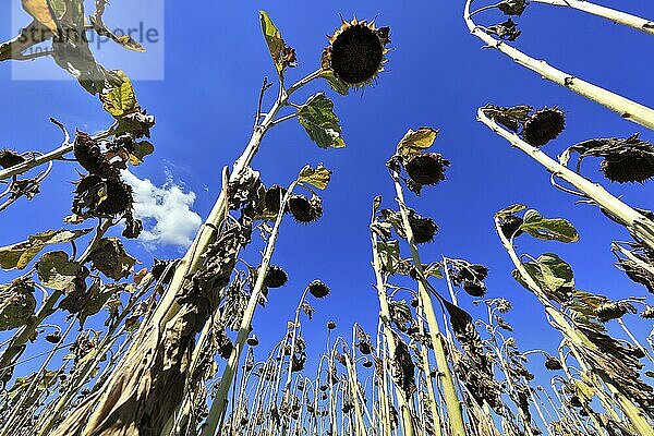 Romania  near Giurgiu in the south of the country  sunflowers ripe for the harvest  Europe