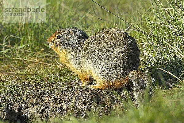 A small Columbian Ground Squirrel sits next to its burrow at the Turnbull Wildlife Refuge near Cheney  Washington