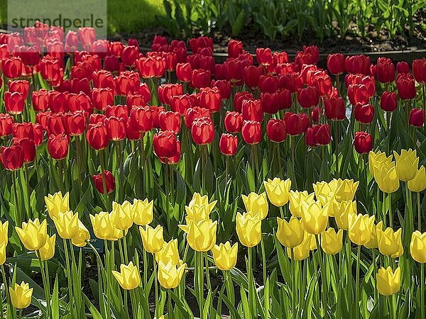 Red and yellow tulips blooming in a well-tended flower bed in spring  Amsterdam  Netherlands