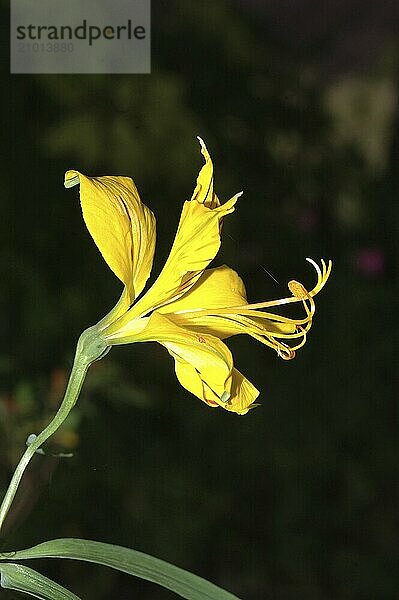 Peruvian lily  the yellow Alstromeria aurantiaca flower