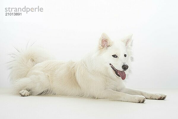 Icelandic dog in the photo studio