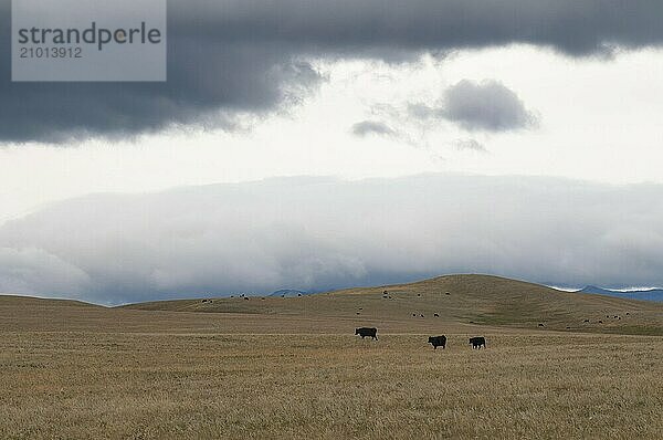 A herd of black cattle on the rolling prairie of Montana  USA  North America