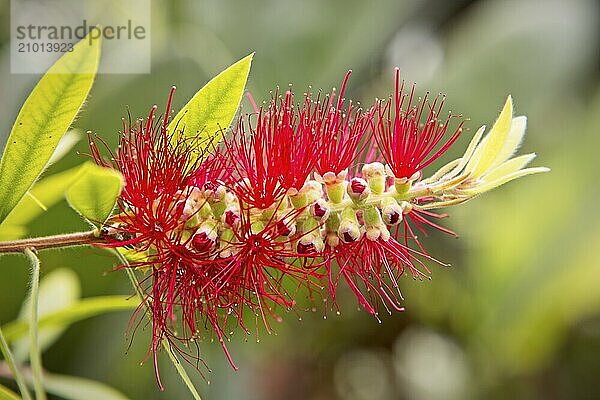 A close up of a beautiful bottle brush plant at Manito Park in Spokane  Washington