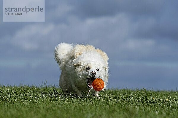 Playing Icelandic dog