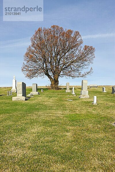 Barren tree in a cemetery in Steptoe  Washington