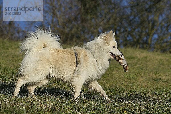 Retrieving Icelandic Hound