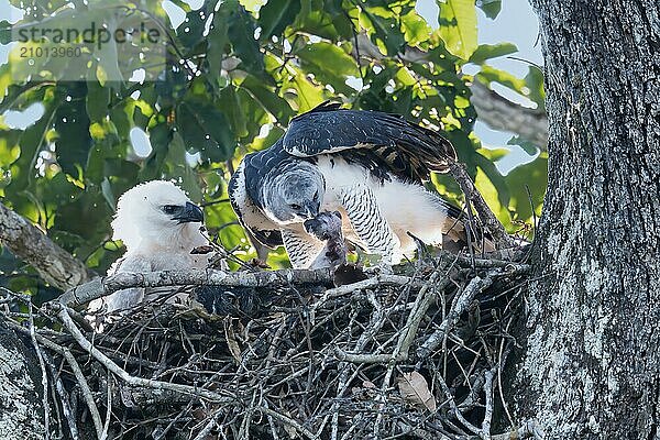 Female Harpy Eagle  Harpia harpyja  feeding her 4 month old chick with a capuchin monkey  Alta Floresta  Amazon  Brazil  South America