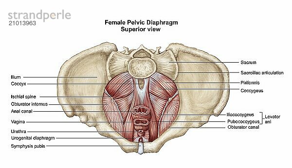 Pelvic diaphram of human female  superior view