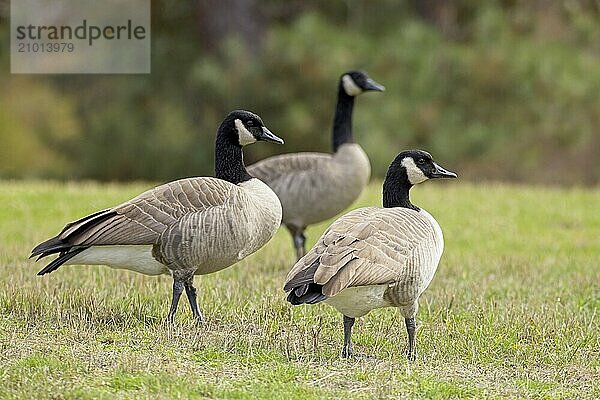 Three Canadian geese walk on grass in a park in Coeur d'Alene  Idaho