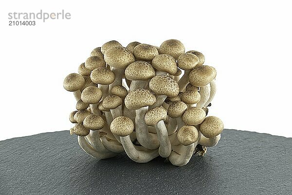 Brown beech mushrooms arranged on black stone plate over white background  Shimeji (Hypsizygus tessellatus) mushrooms