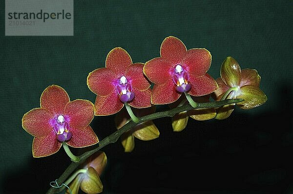 Colourful Phaleonopsis orchids on dark background