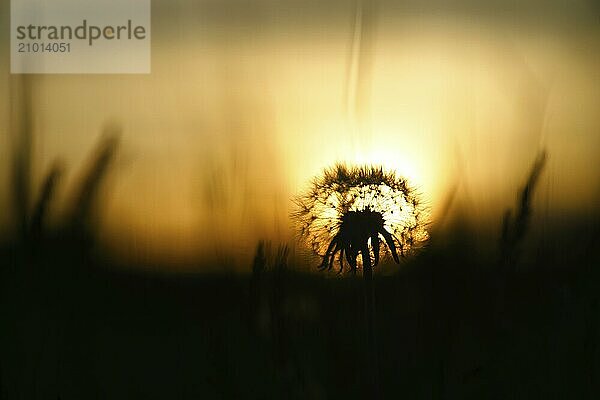 Dandelion (dandelion) in the sunset with beautiful bokeh. At evening hour with sunset in the background. Nature shot  plants photo