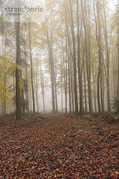 Beech  forest  autumn  italy