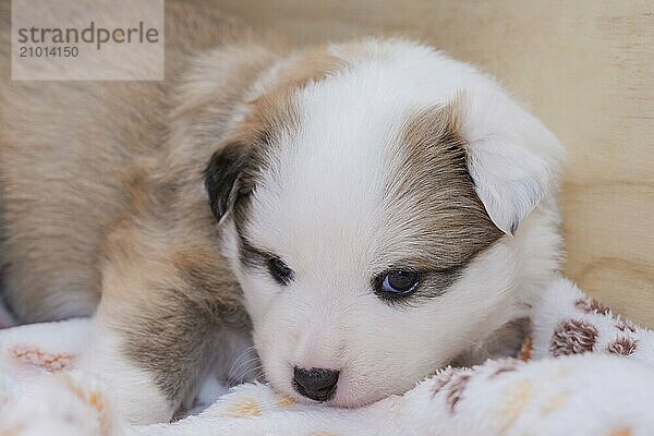 Three-week-old puppy (Icelandic dog)