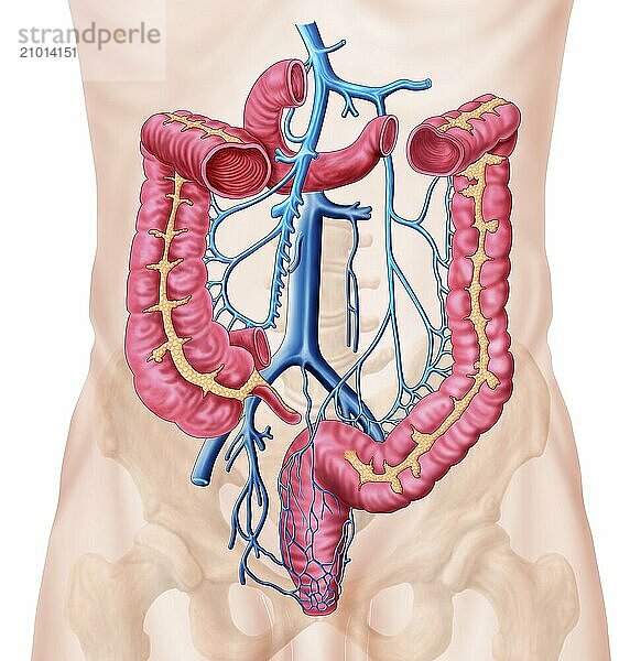 Anatomy of human abdominal vein system