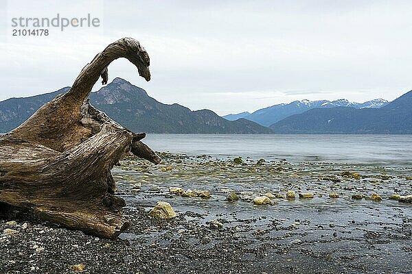 Driftwood on the coast of Howe Sound in British Columbia  Canada  North America