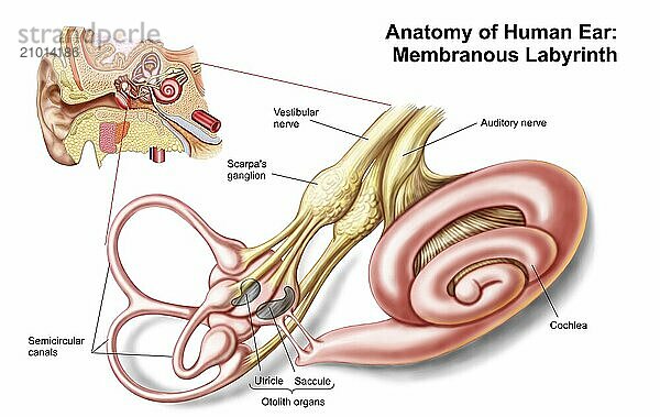 Anatomy of human ear  membranous labyrinth