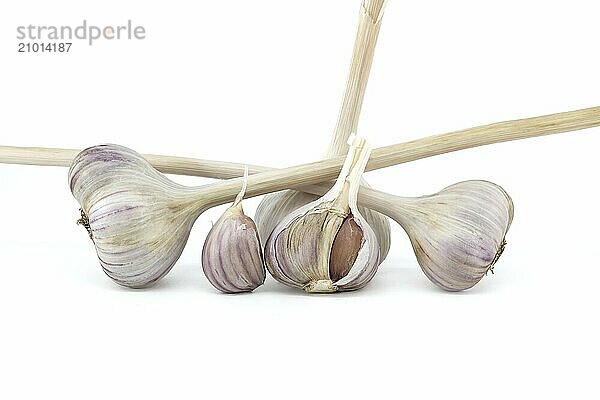 Garlic bulbs and cloves in close-up isolated on white background