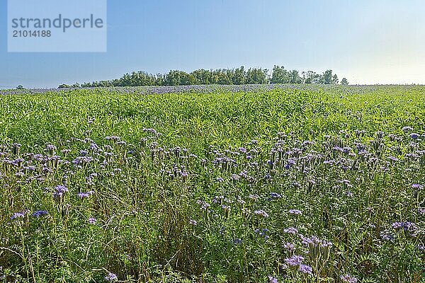 Field meadow with phacelia (bee pasture  bee friend  tufted beauty or tufted flower) in the afternoon sun  Mühlenteich  Wismar  Mecklenburg-Vorpommern  Germany  Europe