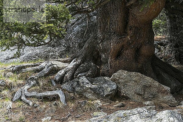 Swiss stone pine in the Stelvio National Park in South Tyrol