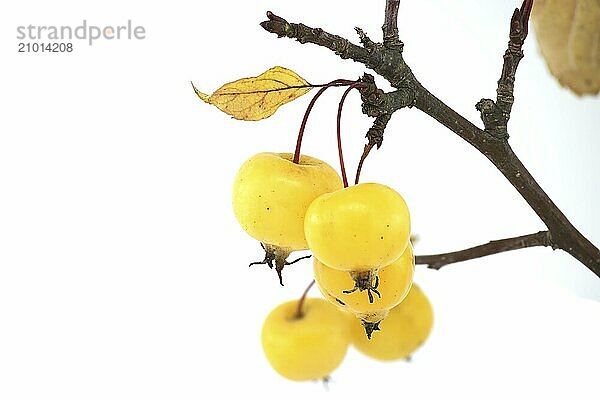 Branch with crab apple fruits and yellowed leaves isolated on white background. Malus sylvestris  European crab apple  also known as the European wild apple or simply the crab apple