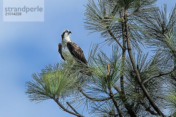 A majestic osprey is perched on a pine tree branch in Idaho