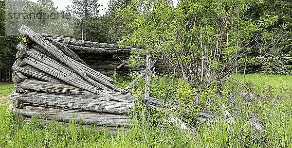 The ruins of an old log cabin over grown with a tree and grass located near Athol  Idaho