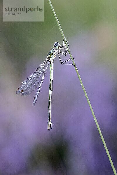 Emerald Damselfly (Lestes viridis)  Emsland  Lower Saxony  Germany  Europe