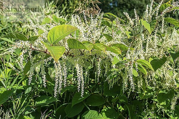 Flowering Japanese Knotweed (Fallopia Japonica)  an invasive piece in a forest clearing in Ystad  Scania  Sweden  Scandinavia  Europe