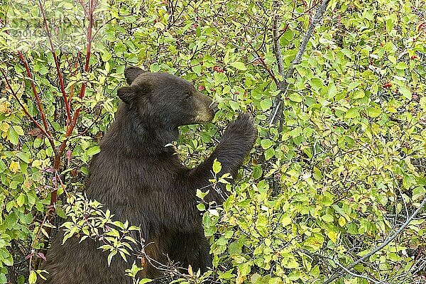 A female black bear is in the berry bushes eating berries in western Montana