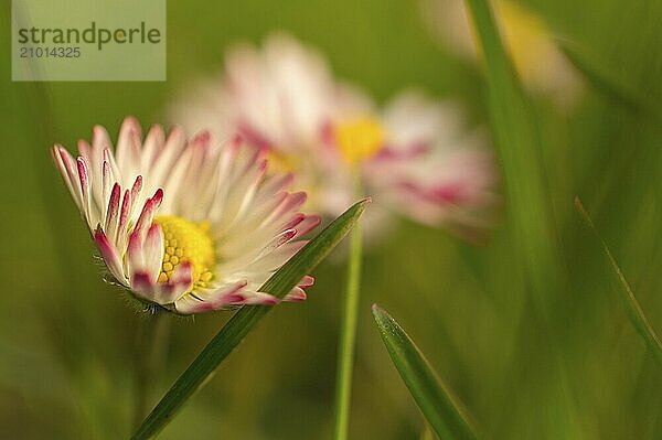 Daisy with lots of bokeh on a meadow. bright out of focus on the flower. Delicate colors in nature