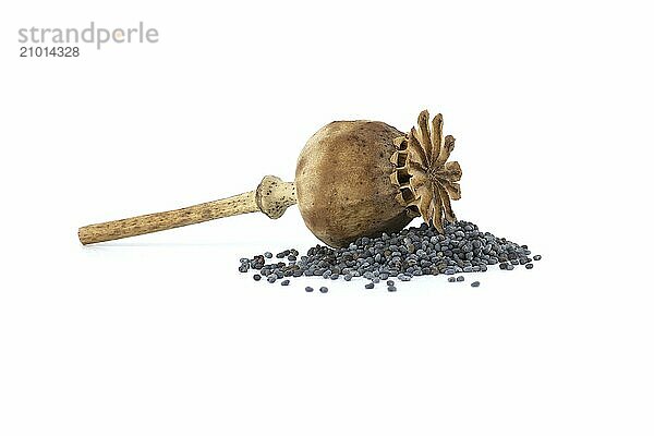 Dried poppy head and pile of poppy seeds isolated on white background  full depth of field