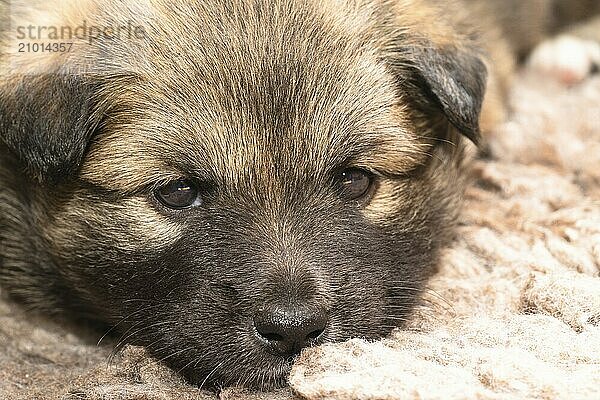 4 week old puppy (Icelandic Hound breed)