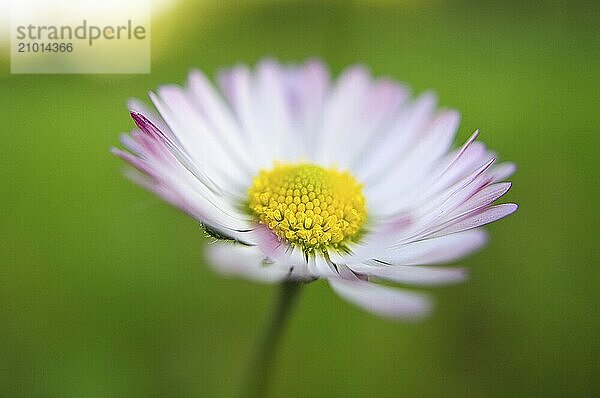 Daisy with a lot of bokeh on a meadow. Focus on the pollen of the flowers. Delicate colors in nature