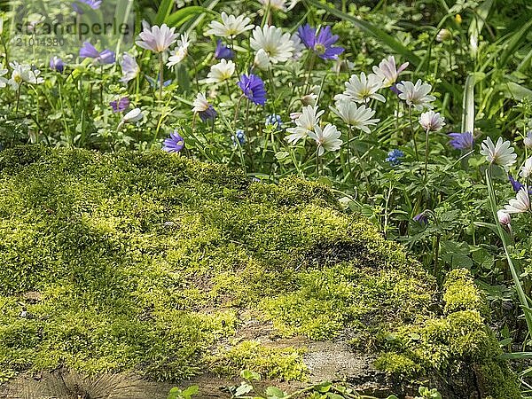 An old tree stump with moss and surrounded by colourful spring flowers  Amsterdam  Netherlands