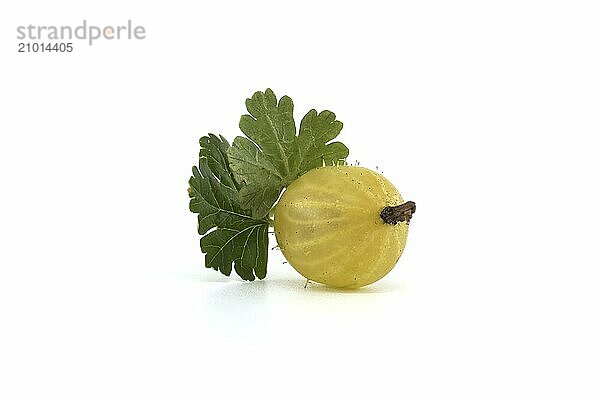 Gooseberry isolated on white background. Fresh ripe gooseberries