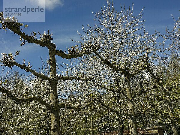 Blossoming trees rise against a bright blue sky and herald the arrival of spring  Amsterdam  Netherlands